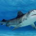 Tiger-Shark-Wallpaper-HD thumbnail